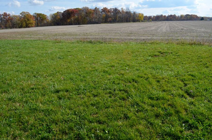 127 Acres Offered in 8 Tracts - Allen & Dekalb County Land